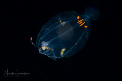 Flounder Larva