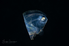Flounder Larva