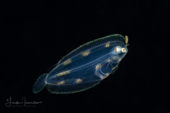 Flounder Larva