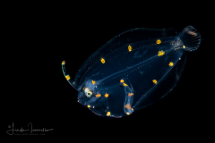 Flounder Larva
