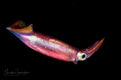 Flying Squid - Ommastrephidae ?