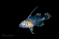 Humpback Grouper - Barramundi - Serranidae Family - Cromileptes altivelis