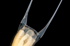 Hydromedusa - Anthoathecata - Amphinema turrida