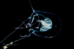 Hydromedusa - Anthoathecata - Pandeopsis ikarii