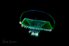 Hydromedusa - Leptothecata - Orchistoma species