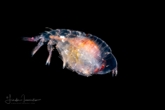 Hyperrid Amphipod