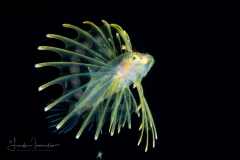 Lionfish Larva - Scorpaenidae Family