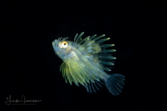 Lionfish Larva - Scorpaenidae Family