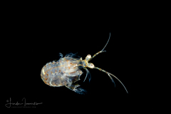 Mantis Shrimp Larva - Stomatopoda