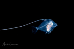 Moorish Idol Larva - Zanclidae Family  - Zanclus cornutus