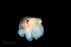 Octopus - Tiny