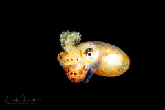 Octopus - Tiny