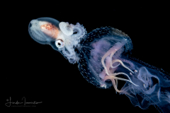 Paper Nautilus - Female - Argonaut - Argonautidae - on a Cnidaria