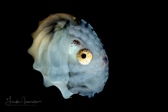 Paper Nautilus - Female - Argonaut - Argonautidae