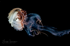 Paper Nautilus - Female - Argonaut - Argonautidae -  on a Cnidaria