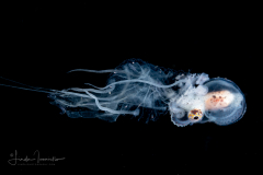Paper Nautilus - Juvenile - Argonaut - Argonautidae