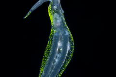 Pelagic Nudibranch - Nudibranchia - Cephalopyge trematoides