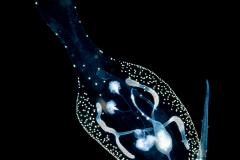 Pelagic Nudibranch - Nudibranchia - Phylliroe bucephala