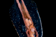 Pelagic Nudibranch - Nudibranchia - Phylliroe species
