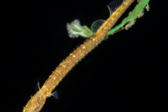 Pipefish - Syngnathidae Family
