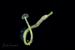 Pipefish - Syngnathidae Family