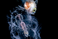 Pomfret - Bramidae Family - on Sea Cucumber - Large Auricularia Stage Larva