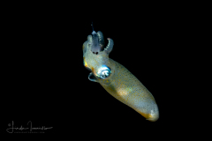 Pygmy Squid - Idiosepiidae - Probably Idiosepius pygmaeus - preying on a shrimp