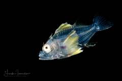 Scorpionfish - Scorpaenidae Family