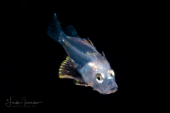 Scorpionfish - Scorpaenidae Family