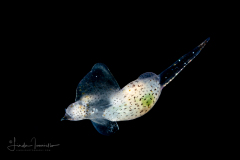 Sea Angel - Pteropoda - Gymnosomata