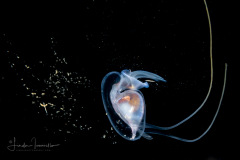 Sea Butterfly - Pteropoda - Euthecosomata - Cavolinia uncinata