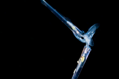 Sea Butterfly - Pteropoda - Euthecosomata - Creseis acicula - Mating