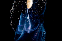 Sea Butterfly - Pteropoda - Pseudothecosomata - Corolla spectabilis