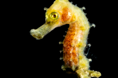 Seahorse - Syngnathidae Family
