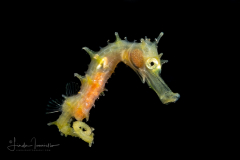 Seahorse - Syngnathidae Family