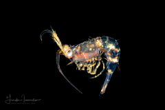 Shrimp