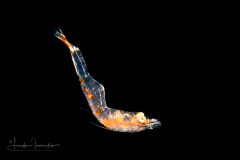 Shrimp
