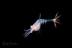 Shrimp