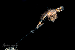 Shrimp