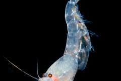 Shrimp