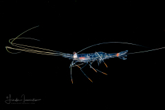 Shrimp