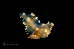 Sole - Soleidae Family