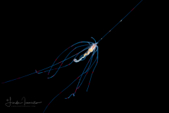 Spaghetti Worm - Terebellidae Family - Juvenile