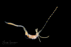 Spaghetti Worm - Terebellidae Family - Juvenile