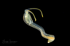 Spaghetti Worm - Terebellidae Family - Juvenile