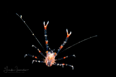Squat Lobster - Postlarval