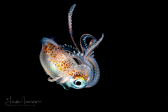 Squid