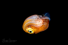 Squid