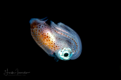 Squid