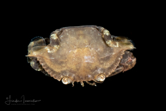 Swimming Crab - Portunidae Family